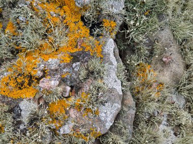 Güney Shetland, İngiltere 'de kaya üzerinde yetişen sarı crotal liken (xanthoria parietina) ve sakal yosunu (usnea)