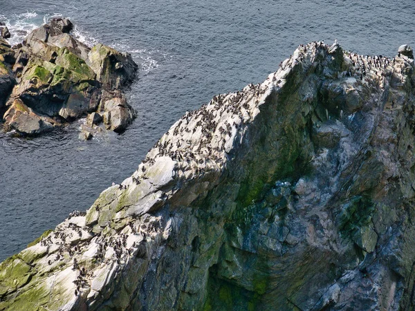 Guillemot Inclined Strata Bressay Flagstone Formation Sumburgh Head South Shetland — Stockfoto