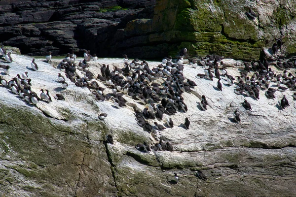 Guillemot White Guano Inrusted Rock Sumburgh Head South Shetland Велика — стокове фото