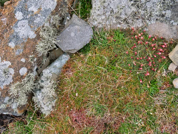 Plantes Sauvages Type Alpin Poussant Contre Des Rochers Sur Ness — Photo