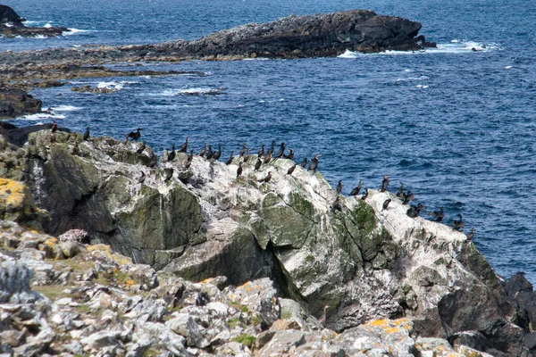 Корморанти Прибережних Скелях Острові Несс Півдні Острова Унст Шетланд Велика — стокове фото