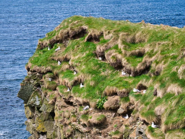 Gruppo Nidificazione Fulmar Sulle Sporgenze Costiere Vicino Collaster Sull Isola — Foto Stock