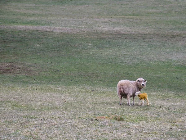 Uma Ovelha Cordeiro Recém Nascido Manchado Amarelo Com Mecônio Campo — Fotografia de Stock