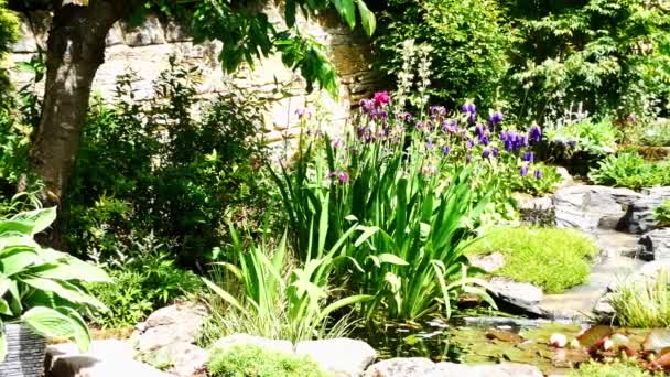 Un lento tiro panorámico de 4k de un jardín urbano doméstico maduro y densamente plantado en el noroeste de Inglaterra, Reino Unido, con estanque y curso de agua corriente. Tomado en un día soleado en verano con plantas y lirios floreciendo. — Vídeo de stock