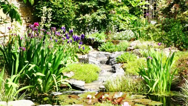 Una toma estática de 4k de un jardín urbano doméstico maduro y densamente plantado en el noroeste de Inglaterra, Reino Unido, con estanque y curso de agua corriente. Tomado en un día soleado en verano con plantas y lirios floreciendo. — Vídeo de stock