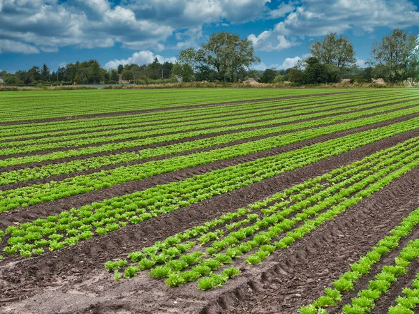 Kommersiell Salladsodling Åkermark Lancashire England Storbritannien Sallad Odlas Långa Raka — Stockfoto