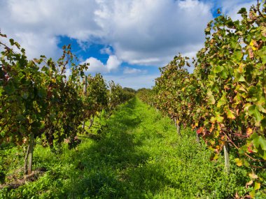 Fransa 'nın en ünlü Bordeaux şarap bölgesi olan Medoc' ta, parlak bir gökyüzü altında, temiz üzüm bağları parlak bir sonbahar renkleriyle parıldıyor..