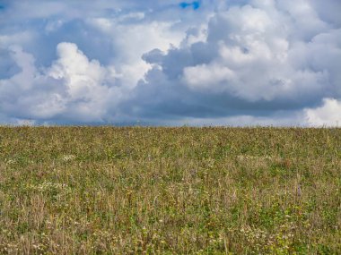 Somerset, İngiltere 'de kümülüs bulutlarının altında bir kır çiçeği çayırı. Yaz sonu rengi ve açık alanı olan doğal kırsal alan..