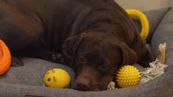 茶色い犬ラブラドールチョコレート色は黄色のおもちゃの間のソファの上にあり カメラを見て悲しいです 面白い人が耳を動かして待ってる テキストを挿入する方法があります — ストック動画