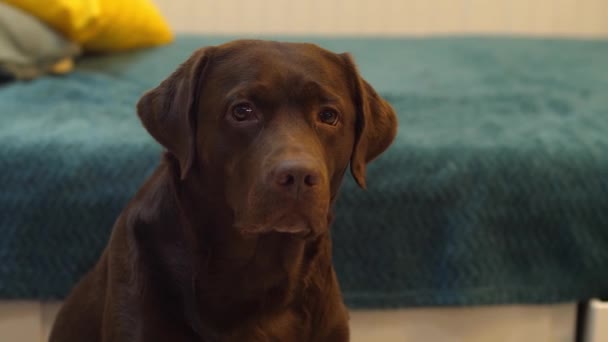 茶色い犬のラブラドールがカメラを見て舌を舐めている 美しいチョコレート レトリバーがクローズアップされました テキスト用の部屋があります — ストック動画