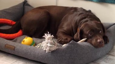 Kahverengi köpek labrador çikolata rengi, sarı oyuncakların arasında kanepede yatıyor, kameraya bakıyor ve üzgün. Komiklik kulaklarını oynatır ve bekler. Metin eklemek için bir yöntem var
