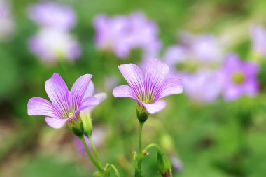 Pembe ahşap kuzukulağı Oxalis articulata subsp