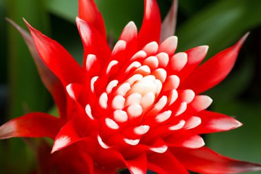 Güzel kırmızı bromeliad çiçek