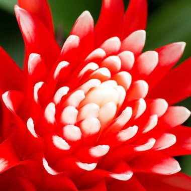 Güzel kırmızı bromeliad çiçek