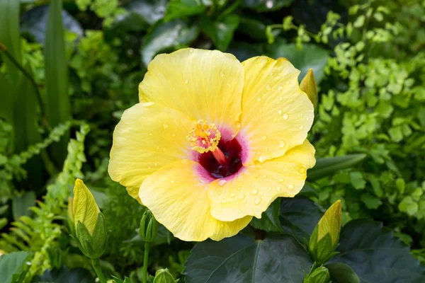 Bright yellow hibiscus — Stock Photo, Image
