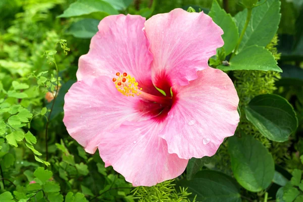Hawaiian hibiscus Flower — Stock Photo, Image