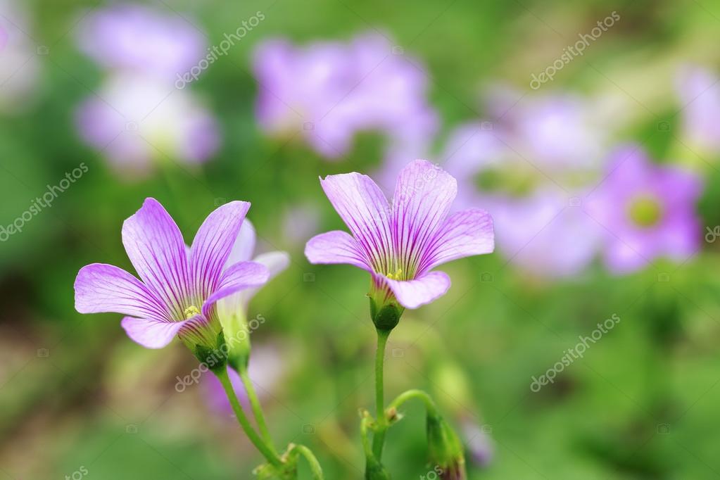 Pink Wood Sorrel Oxalis Articulata Subsp Stock Photo By C Danielshot