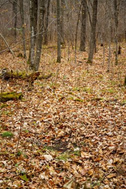 Aktif beyaz kuyruklu geyik tırmığı ve yalama dalı çiftleşme mevsimi boyunca iz bırakmak için seçici odak, arka plan bulanıklığı, ön plan bulanıklığı