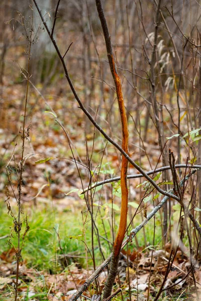 Färsk Hjort Gnugga Ett Litet Träd Från White Tailed Bock — Stockfoto