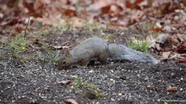 Vahşi Doğu gri sincabı (Sciurus carolinensis) yerde oturmuş ayçiçeği çekirdeklerini yiyor..