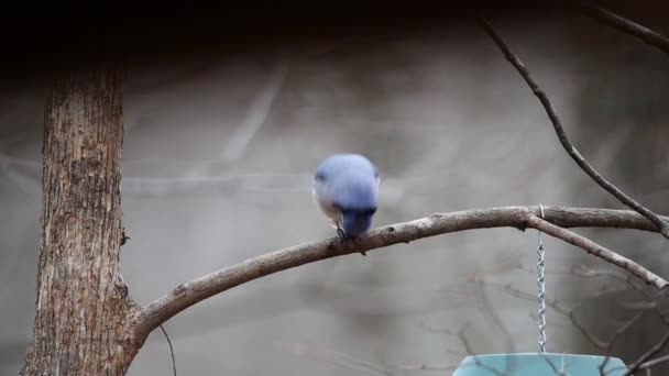 Niebieski Słoik Cyanocitta Cristata Siedzący Kończynie Drzewa Powyżej Karmnika Dla — Wideo stockowe