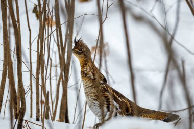 Karla kaplı zeminde küçük bir çalılık içinde bir Ruffed Grouse (Bonasa umbellus) yakın çekim. Seçici odak, arkaplan bulanıklığı ve ön plan bulanıklığı 