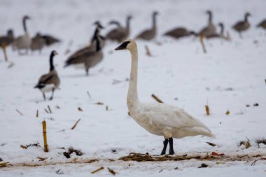 Trompetçi Kuğu (Cygnus buccinator) ve Kanada Kazları (Branta canadensis) göç sırasında hasat edilen kar kaplı mısır tarlasında beslenmektedirler. Seçici odak, arkaplan bulanıklığı ve ön plan bulanıklığı 