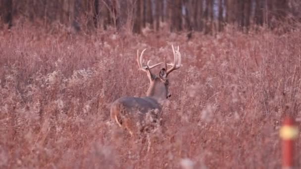 Volwassen Witstaartbok Tijdens Sleur Herfst Met Grote Trofee Geweien Wisconsin — Stockvideo