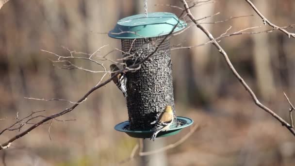 American Goldfinch Spinus Tristis Jíst Slunečnicová Semena Ptačí Krmivo Během — Stock video