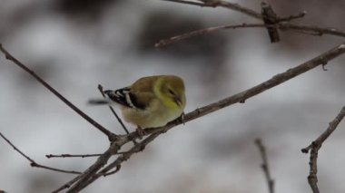 Amerikan ispinozu (Spinus tristis) bir ağaç dalına tünemiş ve ayçiçeği tohumu yemiştir.