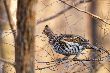 Ruffed Grouse (Bonasa umbellus) sonbahar boyunca çıplak bir ağaç dalına tünemiştir. Seçici odak, arkaplan bulanıklığı ve ön plan bulanıklığı.