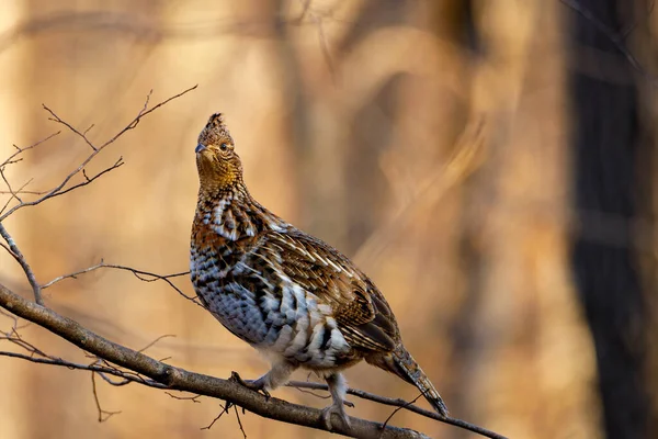 Rozcuchaný Tetřev Bonasa Umbellus Seděl Holé Větvi Stromu Během Podzimu — Stock fotografie