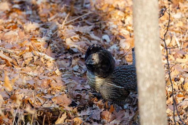 Sällsynt Hane Ruffed Grouse Bonasa Umbellus Visas Och Struttar Hösten — Stockfoto