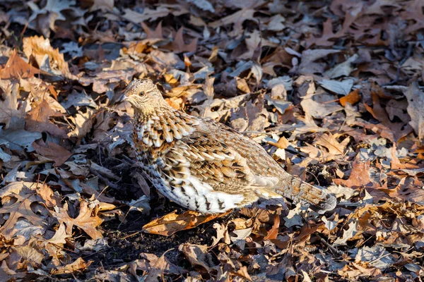 Detailní Záběr Rozcuchaného Tetřívka Bonasa Umbellus Usazeného Zemi Pokryté Listím — Stock fotografie