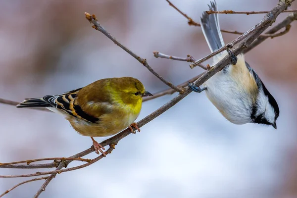 Amerikan Ispinozu Spinus Tristis Sonbaharda Bir Ağaç Dalından Sarkan Siyah — Stok fotoğraf