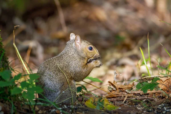 Vild Östlig Grå Ekorre Sciurus Carolinensis Som Sitter Marken Och — Stockfoto