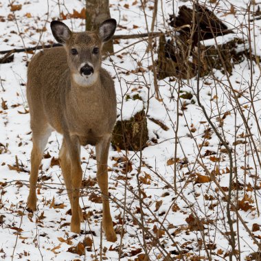 Beyaz kuyruklu geyik (Odocoileus virginianus) kış boyunca ormanda karla kaplı zeminde durur. Seçici odak, arka plan bulanıklığı ve ön plan bulanıklığı. Boşluğu kopyala.