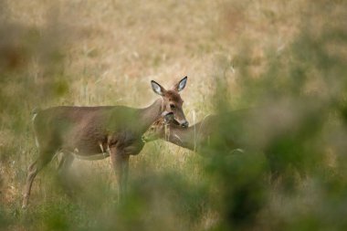 Beyaz kuyruklu geyik (Odocoileus virginianus), geyik yavrusunu sonbaharda besler. Doğal çerçeve, seçici odak, arkaplan bulanıklığı ve ön plan bulanıklığı.