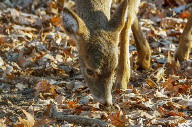 Sonbahar aylarında meşe palamudu ile beslenen bir beyaz kuyruklu geyiğin (Odocoileus virginianus) yakın çekimi. Seçici odak, arkaplan bulanıklığı ve ön plan bulanıklığı.