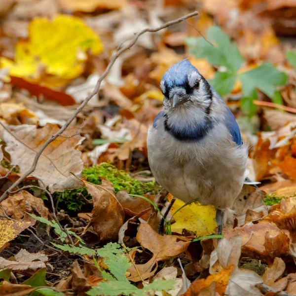 Großaufnahme Eines Eichelhäher Cyanocitta Cristata Auf Dem Boden Herbst Mit — Stockfoto