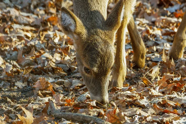 Primo Piano Una Cerva Dalla Coda Bianca Odocoileus Virginianus Che — Foto Stock