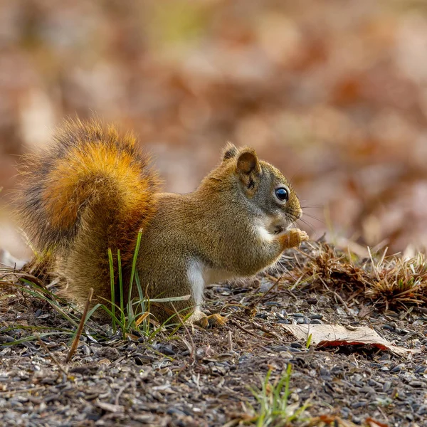 Amerikansk Rödekorre Tamiasciurus Hudsonicus Som Äter Skogen Hösten Selektivt Fokus — Stockfoto