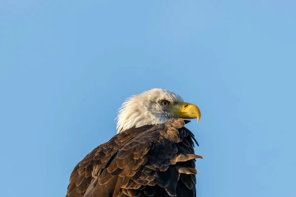 Close Perched Bald Eagle Haliaeetus Leucocephalus Looking Prey Blue Sky — Stock Photo, Image