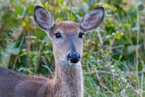 Detailní Portrét Běloocasého Doe Odocoileus Virginianus Koncem Léta Selektivní Zaostření — Stock fotografie