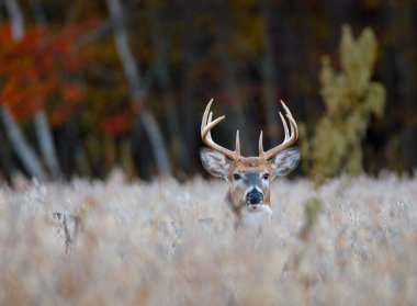 Sonbahar boyunca soya fasulyesi tarlasında beyaz kuyruklu geyik (Odocoileus virginianus) alarm durumundadır. Seçici odak, arkaplan bulanıklığı ve ön plan bulanıklığı.