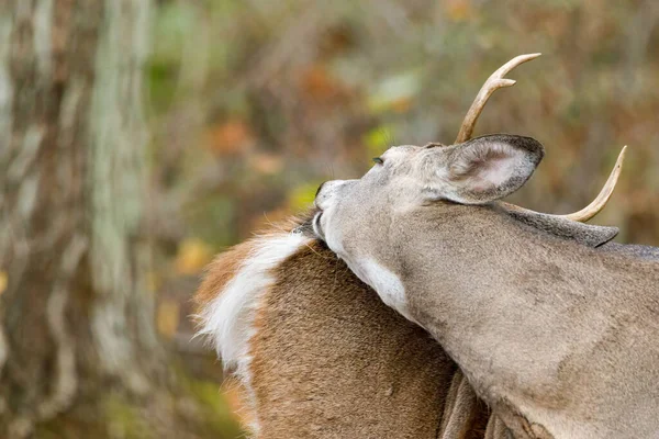 Buck Dalla Coda Bianca Che Pulisce Durante Autunno Focus Selettivo — Foto Stock