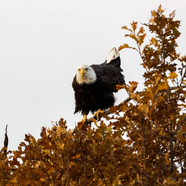 Pygargue Tête Blanche Haliaeetus Leucocephalus Est Perché Recherche Proies Automne — Photo