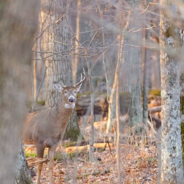 White-tailed Buck (Odocoileus virginianus) with a broken antler standing and looking alert in the forest during autumn. Selective focus, background blur and foreground blur.