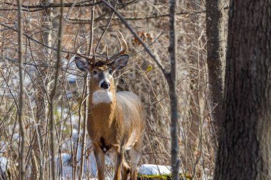White-tailed Buck (Odocoileus virginianus) standing and looking alert in the forest during autumn with snow on ground. Selective focus, background blur and foreground blur.