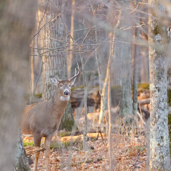 Buck Queue Blanche Odocoileus Virginianus Avec Bois Cassé Debout Alerte — Photo